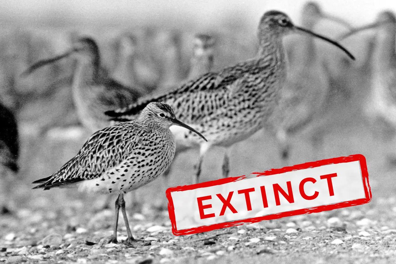 鼎冠优配 细嘴杓鹬全球灭绝：迁徙鸟类保护警钟敲响，我们能做些什么？