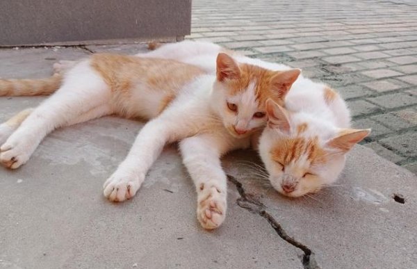 股赢家 猫会和其他小猫交朋友吗？还是它只想自己过一辈子？